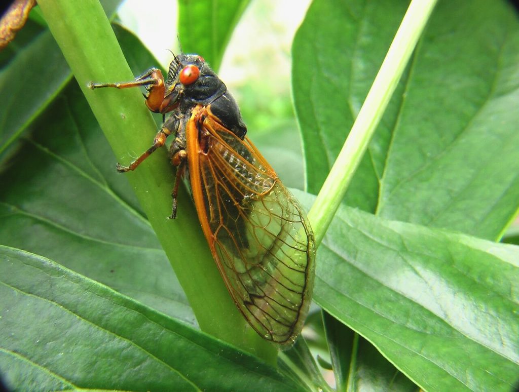 cicada brood X111