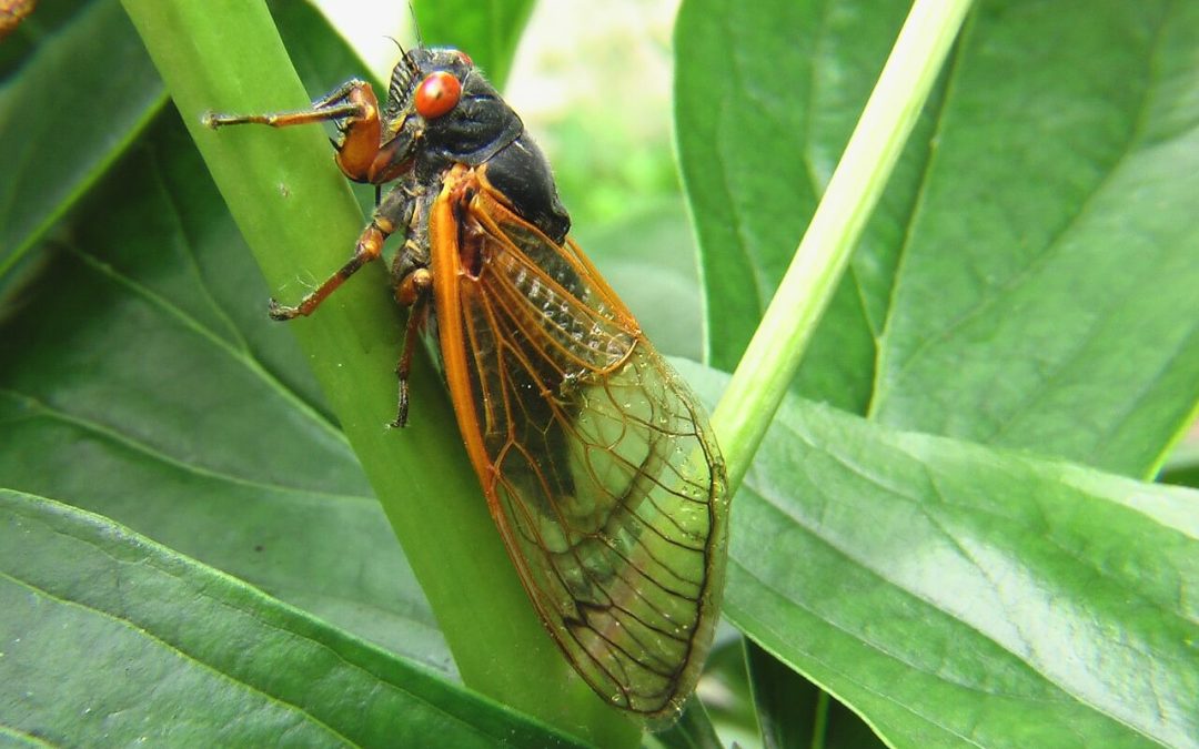 Two Cicada Broods to Emerge in Rare Display in Indiana