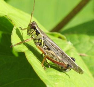 common garden pests - grasshoppers