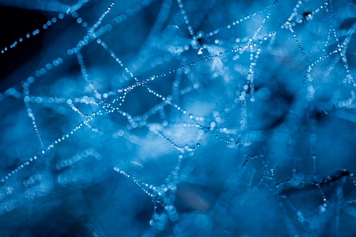 The Mental Processes of Common Household Pests Part 2