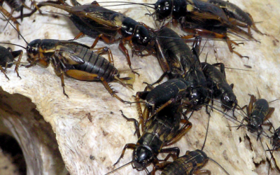 Fall Pest Guide: Crickets (Part 4)