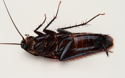 Cold Weather Pushes Cockroaches Indoors: Simple Steps to Preventing a Winter Infestation