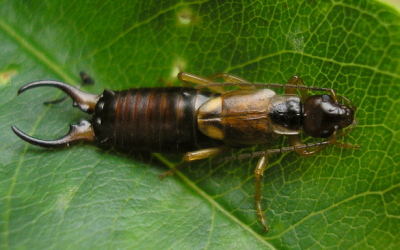 Earwigs – The Most Common Pest in Home Gardens