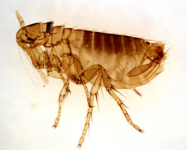 photo of a flea