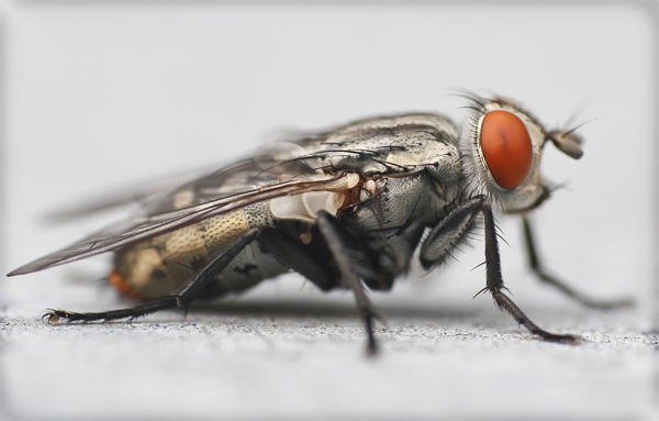 fly exterminator richmond