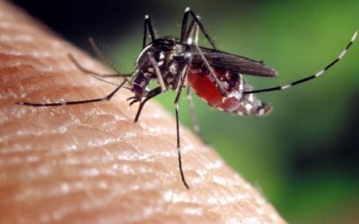 How to Get Rid of Mosquitoes – Summer’s Most Annoying Insect