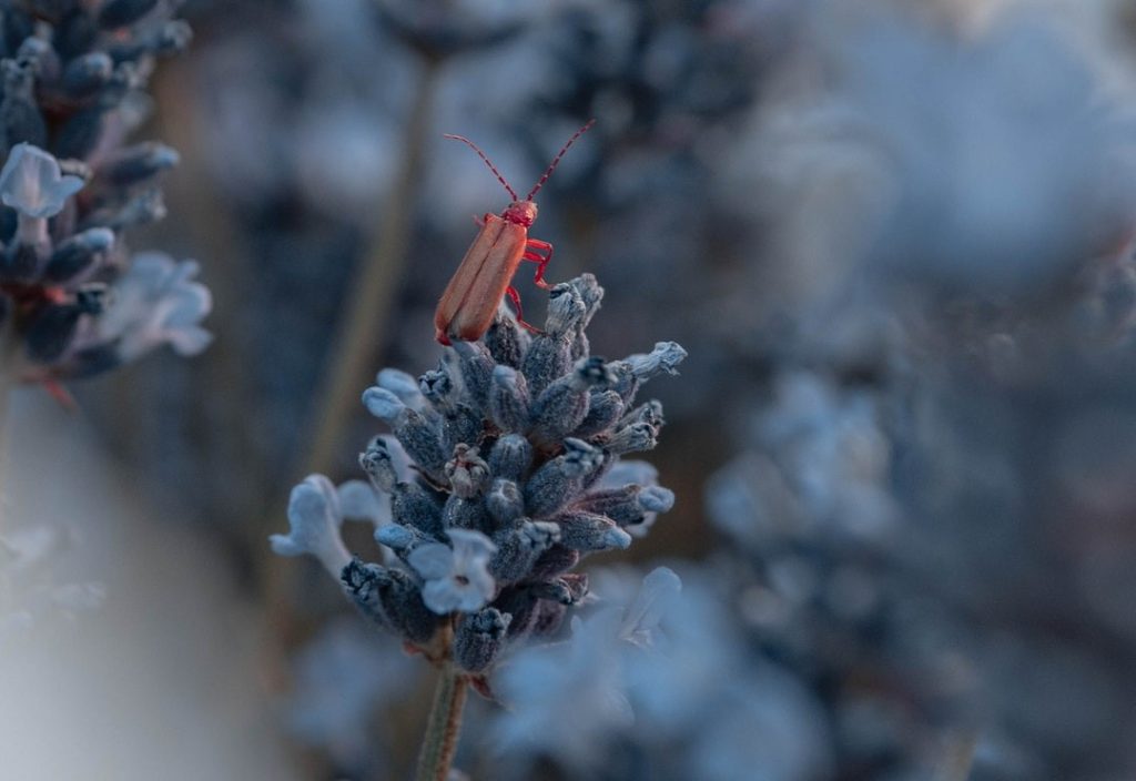 insect in winter