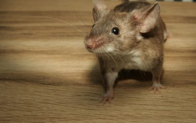How Do I Get Rid of Mice in My Attic?