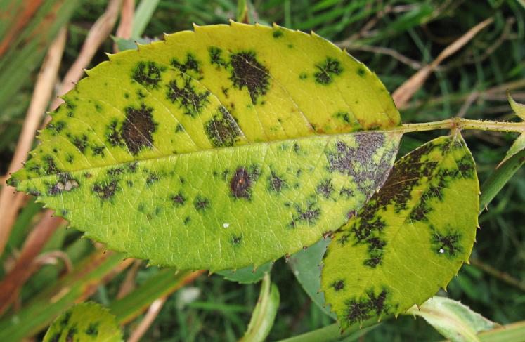 leaf damage from common garden pests