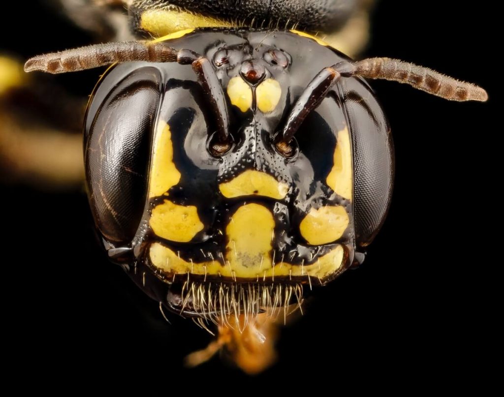 mean wasp