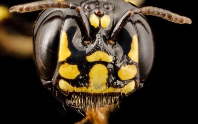 Why Do Stinging Insects Get a Bad Rap?