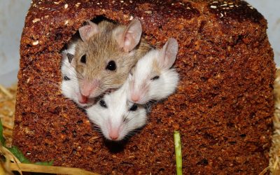 Prevent Rodent Infestations by Winterizing Your Home