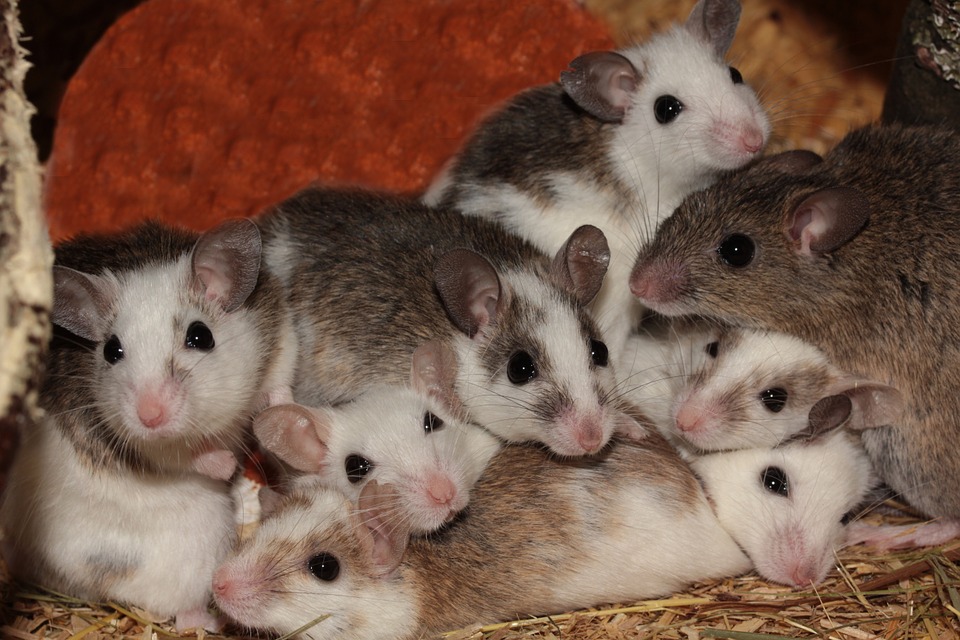 10 Mice nesting
