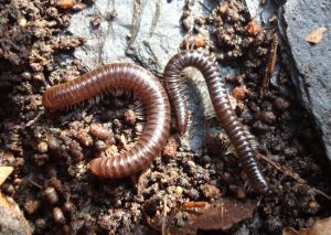 millipedes and centipedes