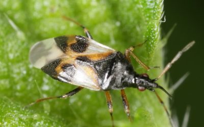 Minute Pirate Bug Populations at An All Time High This Fall
