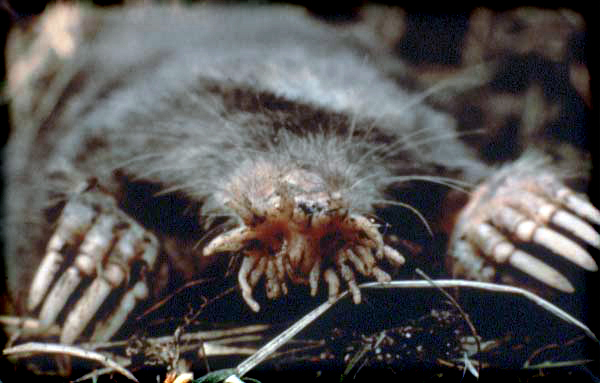 moles exterminator richmond