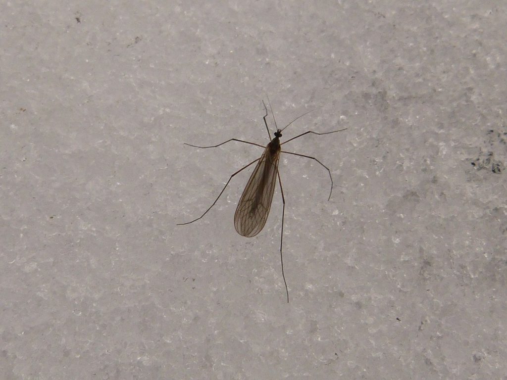 mosquito in snow