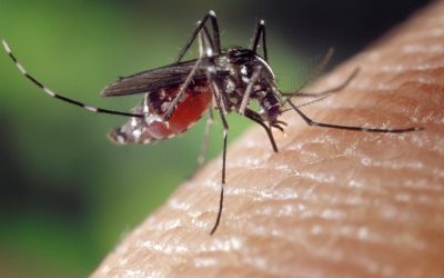 Mosquitoes In Indiana – Health Risks you Should Know
