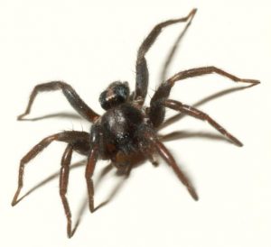parsons hunting spider