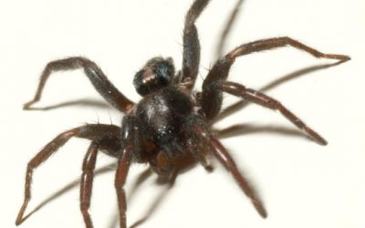 Common Hunting Spiders Found in and Around the Home – Part 2
