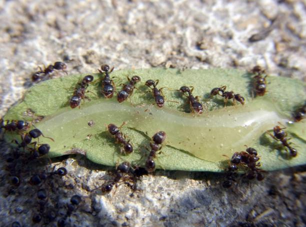 pavement ants infestation