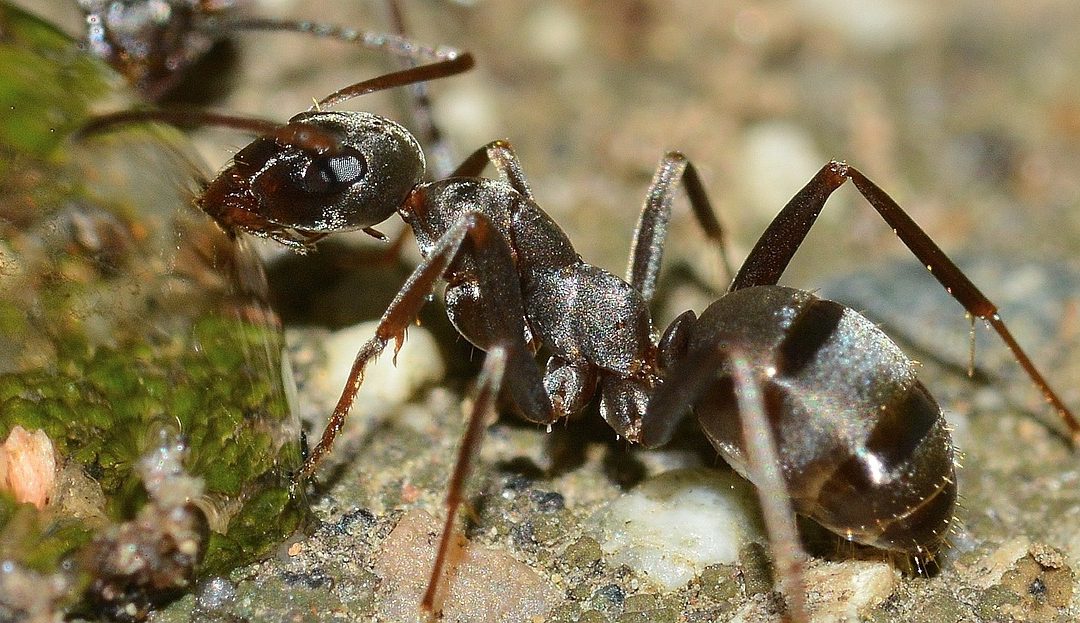 End-of-Summer Pest Control Problems: Ants