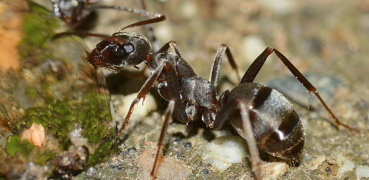 pest control Ants