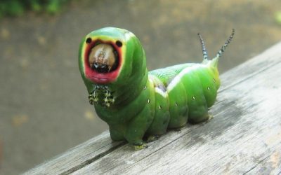 The World’s Weirdest Insects – Part 2