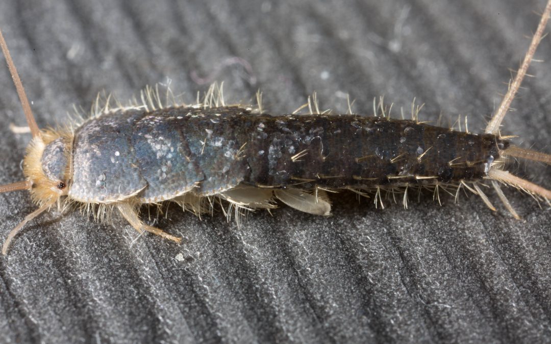 Silverfish Infestations Common During Winter