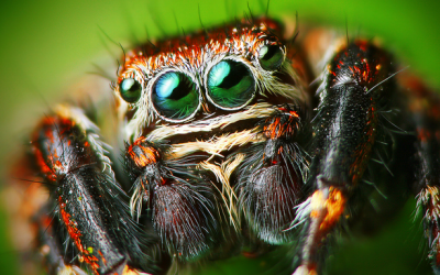 Fall Pest Guide: Spiders