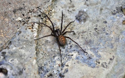 The Visibility of Spiders Increases in the Fall, According to Pest Control Technicians