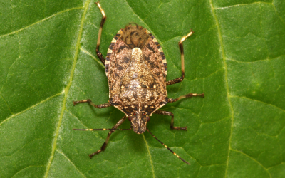Fall Pest Guide: Stink Bugs (Part 3)
