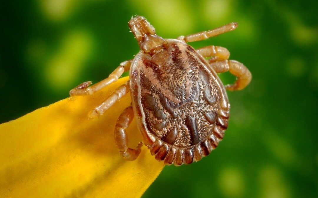 What Should I Know About Ticks?
