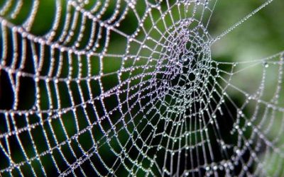 Common Web-Building Spiders – Part 2
