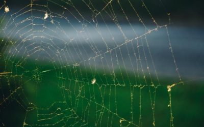 Common Web-Building Spiders – Part 1