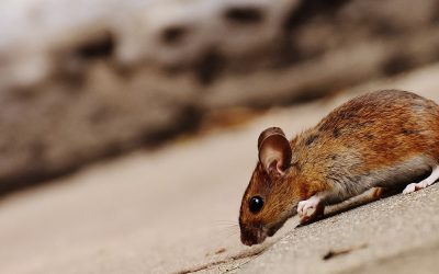 Keep Pests Away from Your Home This Winter