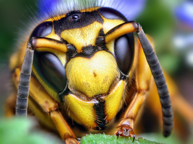 Part 2 of 4: Outdoor Insects Month – Yellow Jacket Wasps